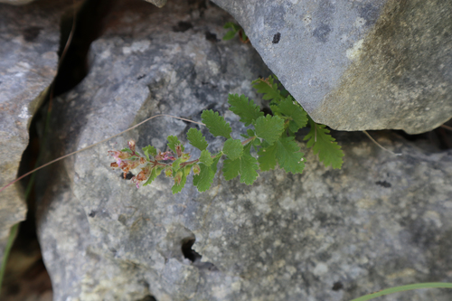 hrdobarka obyčajná (Teucrium chamaedrys)