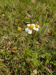 Bidens alba