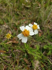 Bidens alba