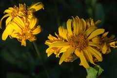 Ligularia calthifolia