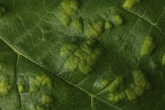 Colomerus vitis