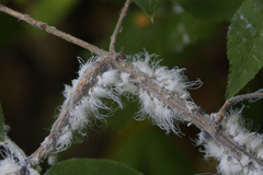 Prociphilus xylostei