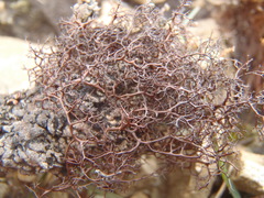 Bryocaulon divergens