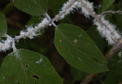 Prociphilus xylostei