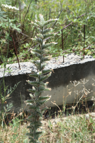hadinec taliansky (Echium italicum)