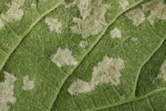 Colomerus vitis