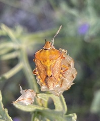 Carpocoris purpureipennis