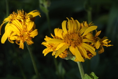 Ligularia calthifolia