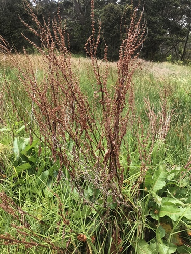 Rumex crispus, 2018-07-12