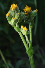 Ligularia calthifolia