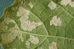 Colomerus vitis