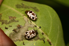 Acrocyum maculicollis