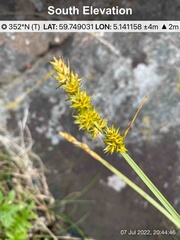 Carex leersii