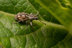 Pantomorus albosignatus