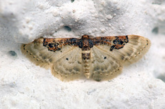Idaea mustelata