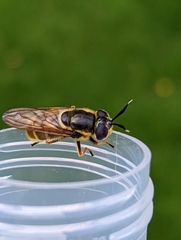 Callicera