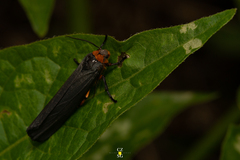 Gnamptonychia ventralis