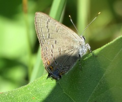 Satyrium edwardsii