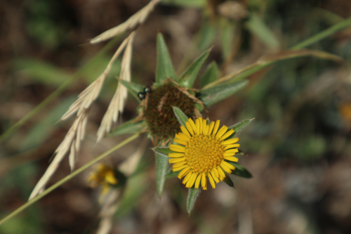 Trnoviti ušac (Pallenis spinosa)