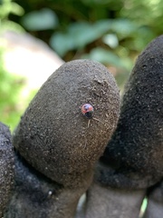 Cosmopepla lintneriana