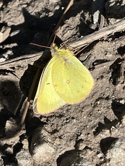 Colias philodice eriphyle