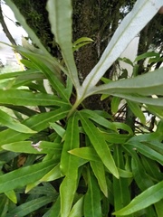 Pyrrosia polydactylos