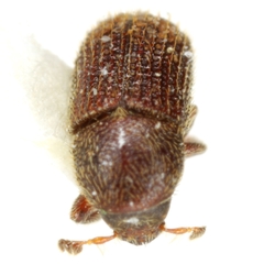 Phloeotribus frontalis