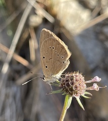 Polyommatus ripartii