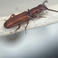 Taphroscelidia linearis