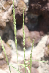 Agrostis exarata