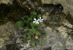 Petrocoptis glaucifolia