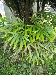 Pyrrosia polydactylos