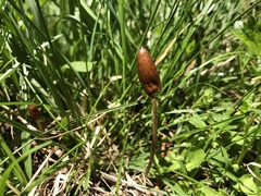 Galeropsis polytrichoides