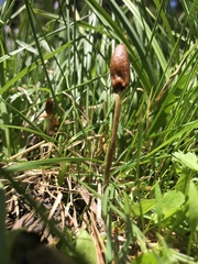 Galeropsis polytrichoides