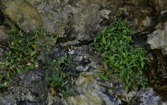 Petrocoptis glaucifolia