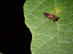 Sphyracephala brevicornis