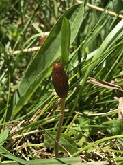 Galeropsis polytrichoides