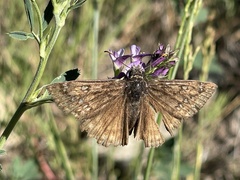 Erynnis telemachus