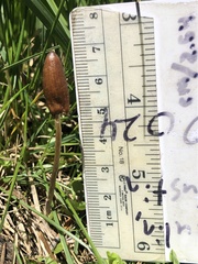 Galeropsis polytrichoides