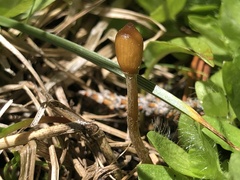Galeropsis polytrichoides