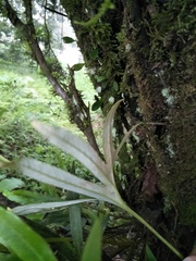 Pyrrosia polydactylos