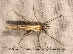 Eufernaldia cadarellus