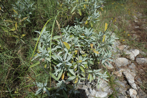 Žalfija (Salvia officinalis)