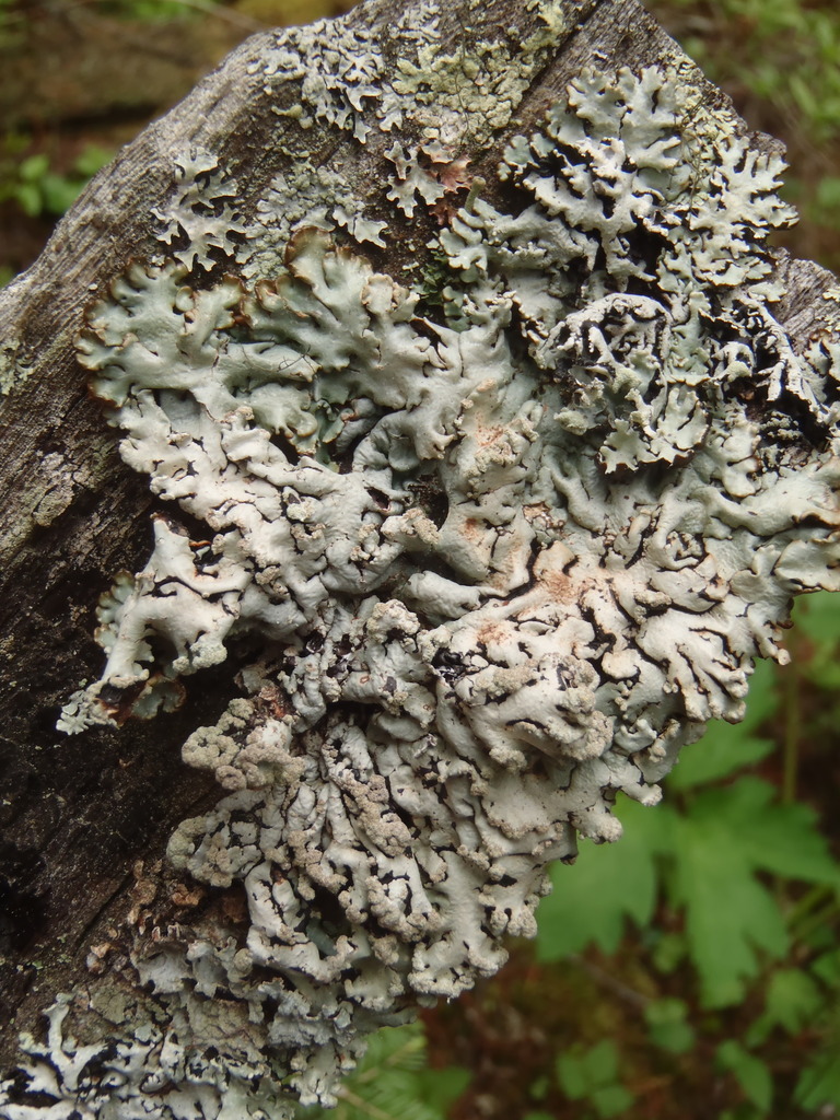 Powdered Tube Lichen