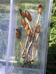 Galeropsis polytrichoides