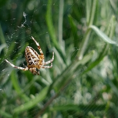 Araneus diadematus