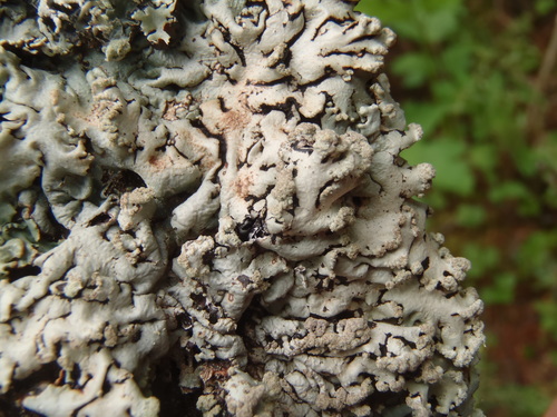 Hypogymnia bitteri image