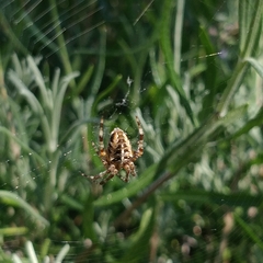 Araneus diadematus