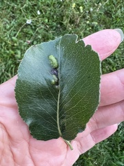Eriophyes pyri