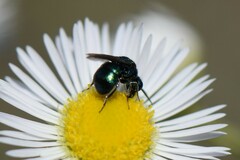 Hedychrum chalybaeum